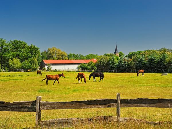 Ländliche Idylle: Pferde auf einer Weide im Oranienburger Ortsteil Schmachtenhagen