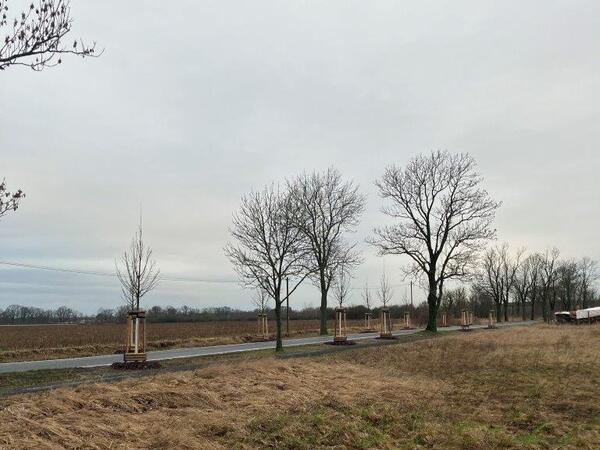 Neue Bäume entlang des Kuhbrückenweges gepflanzt.
