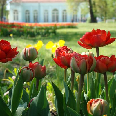 Frühjahrsflor im Schlosspark Oranienburg