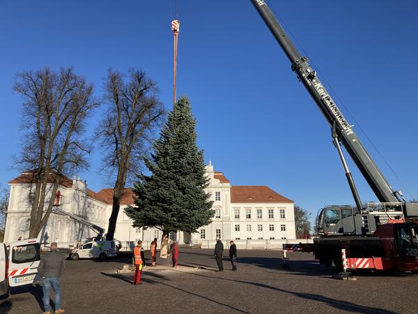 Für die Weihnachtszeit wird ein schöner Tannenbaum für den Schlossplatz gesucht.